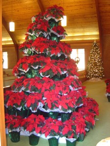 Poinsettia Tree