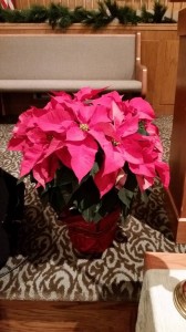 2014 Poinsettia